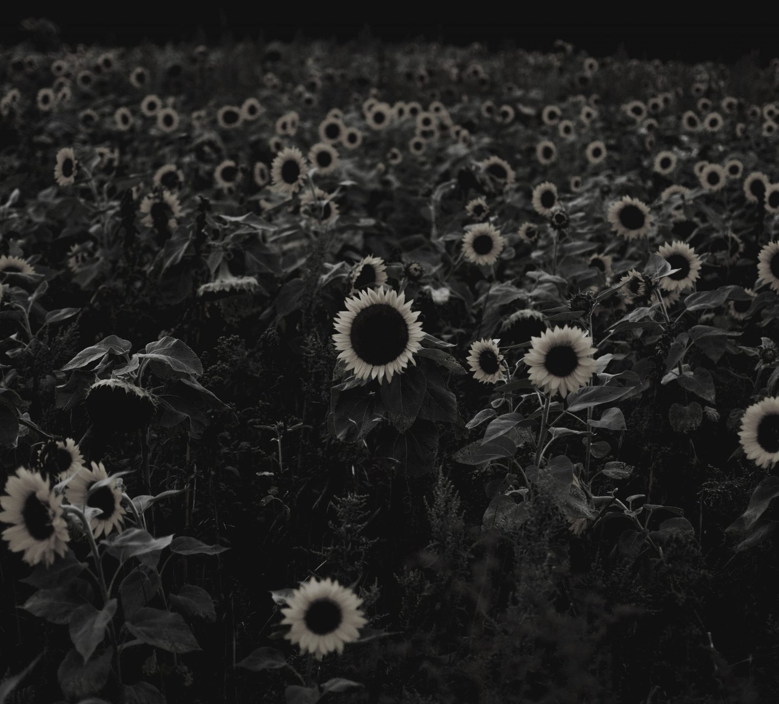 Sunflowers editted